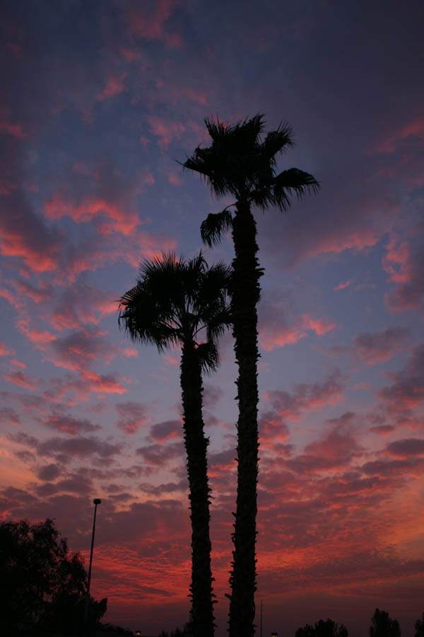 Twilight Palms at Night (Daylight, 1/50, 24mm Focal Length, f/3.5, ISO 100)